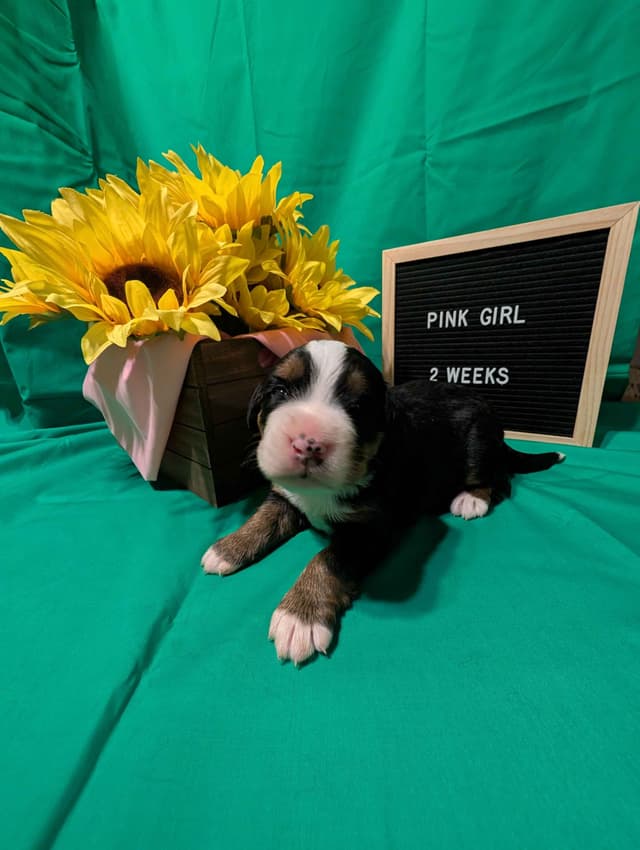 Bernese Mountain Dog Puppies media 3