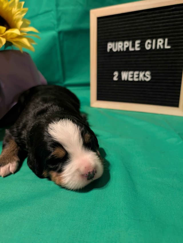 Bernese Mountain Dog Puppies media 7