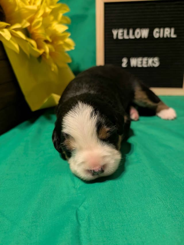 Bernese Mountain Dog Puppies media 8