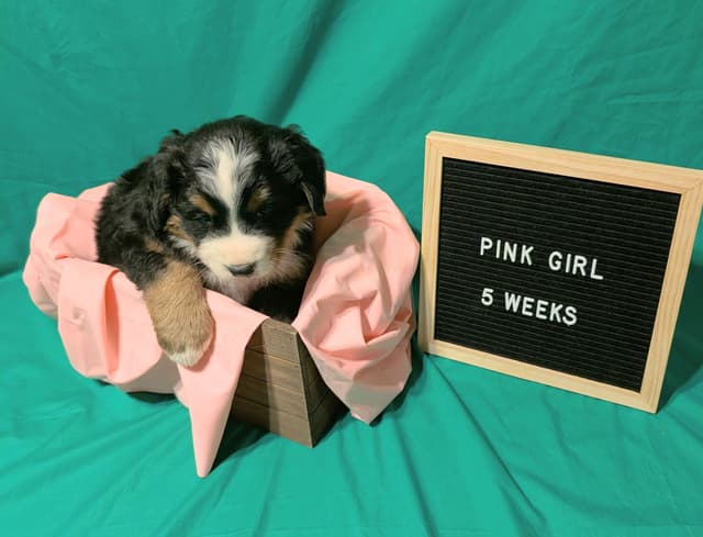Bernese Mountain Dog Puppies media 10