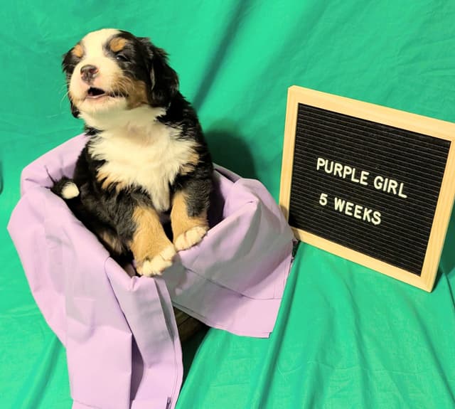 Bernese Mountain Dog Puppies media 11