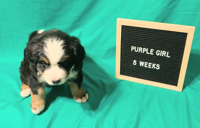Bernese Mountain Dog Puppies media 12