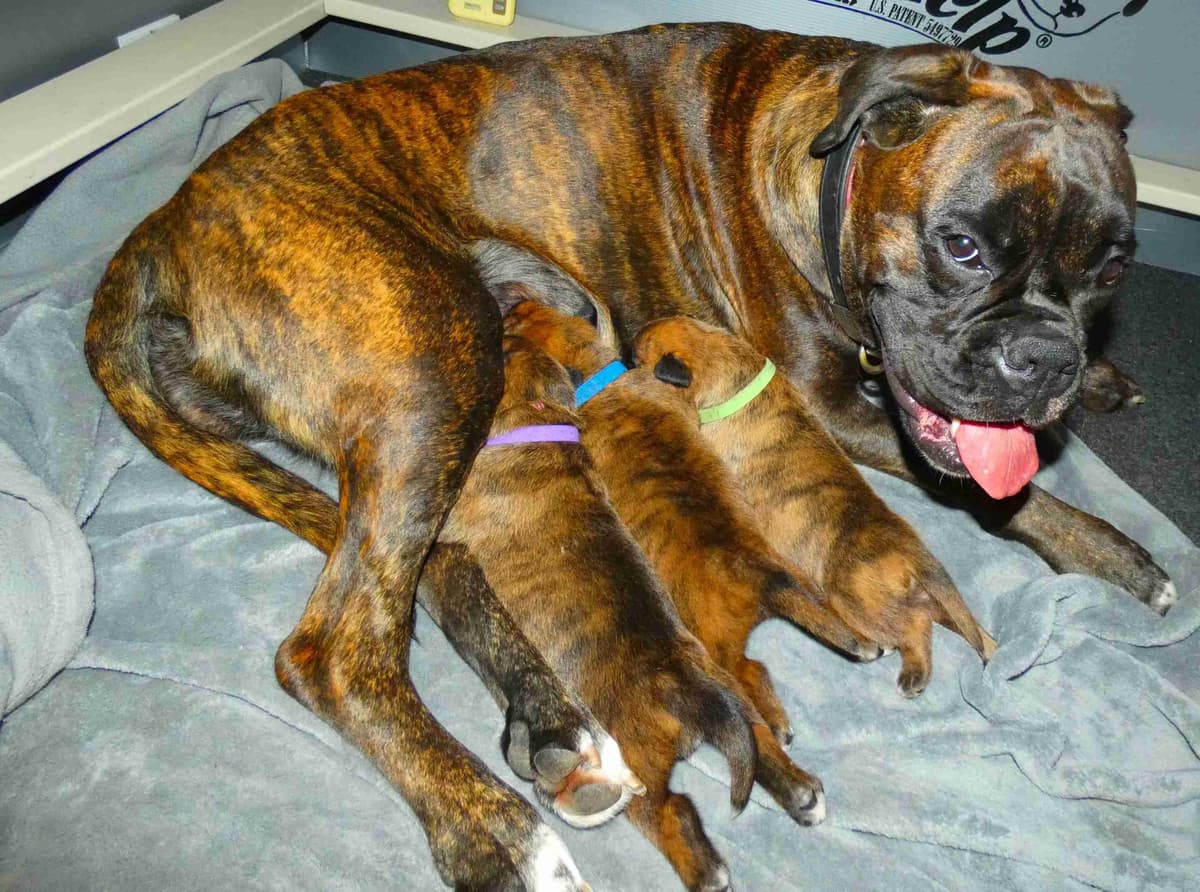 German Working Boxer Puppies breeder image 1