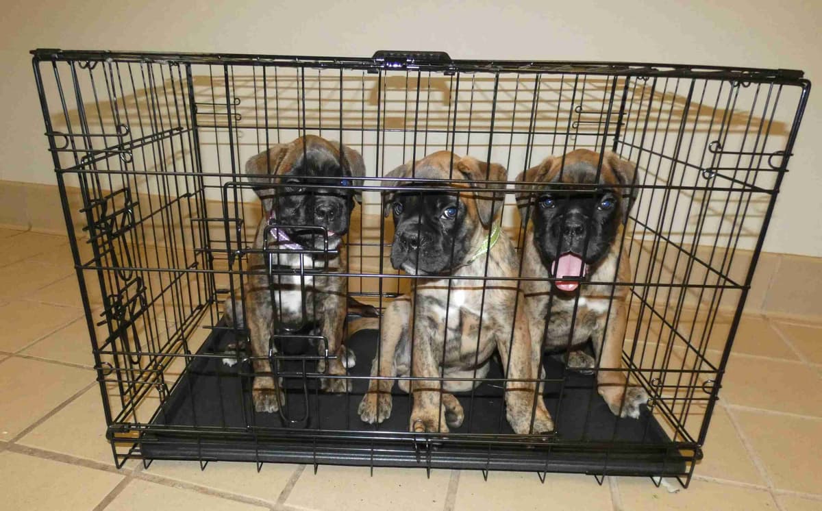 German Working Boxer Puppies breeder image 2