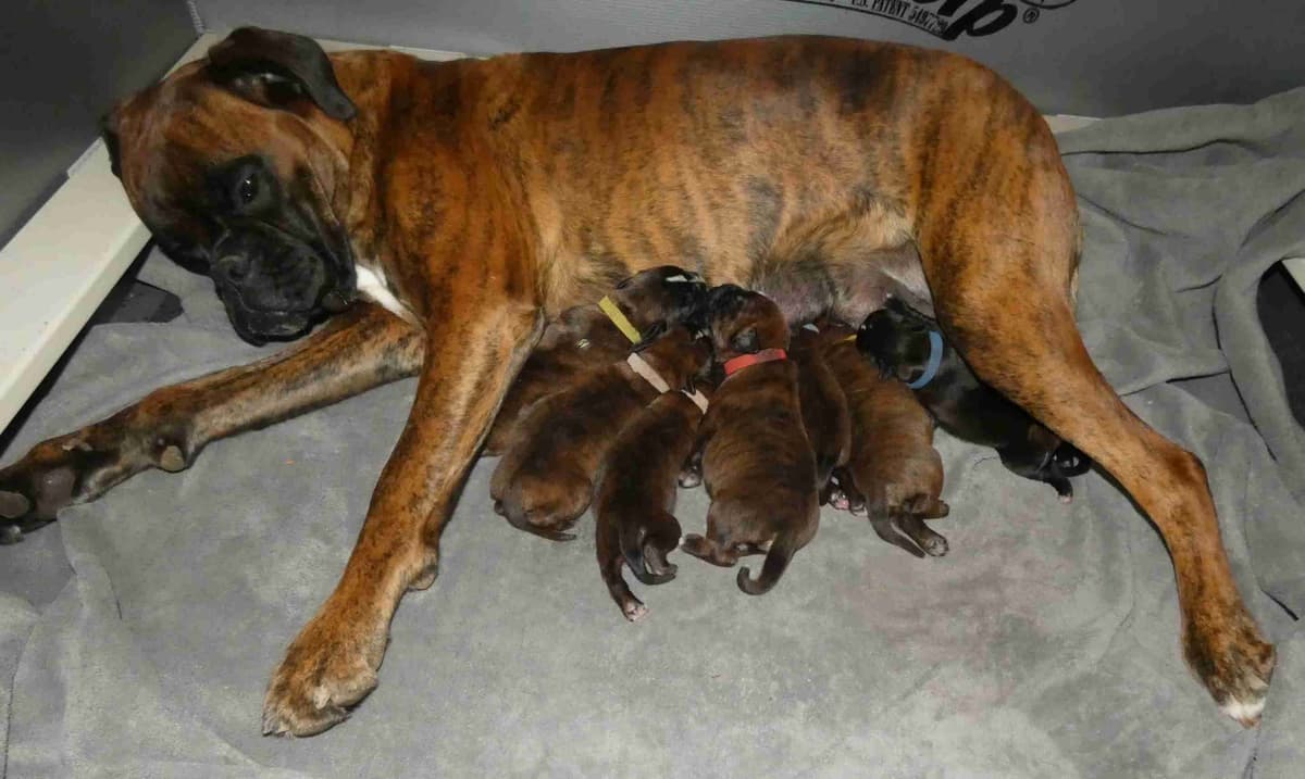 German Working Boxer Puppies breeder image 3
