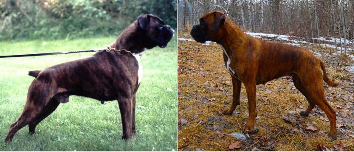 German Working Boxer Puppies breeder image 4
