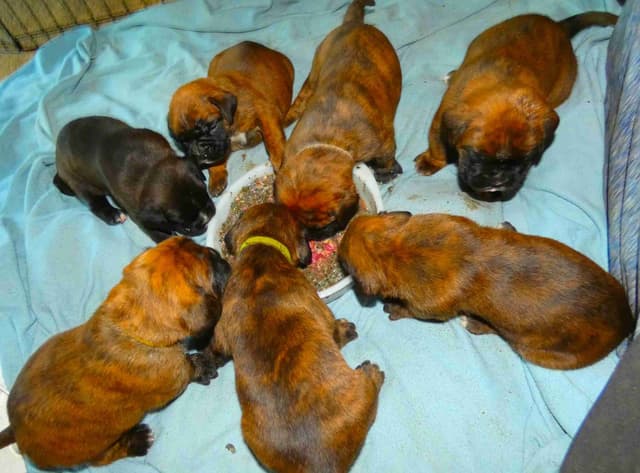 German Working Boxer Puppies media 2
