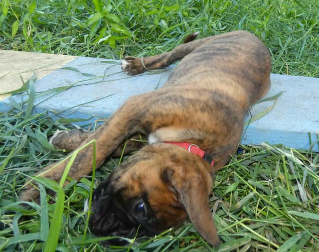 German Working Boxer Puppies media 4