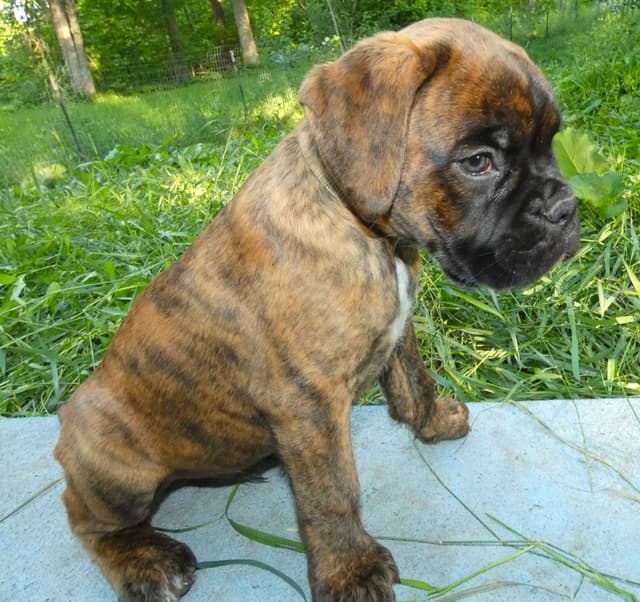 German Working Boxer Puppies media 5
