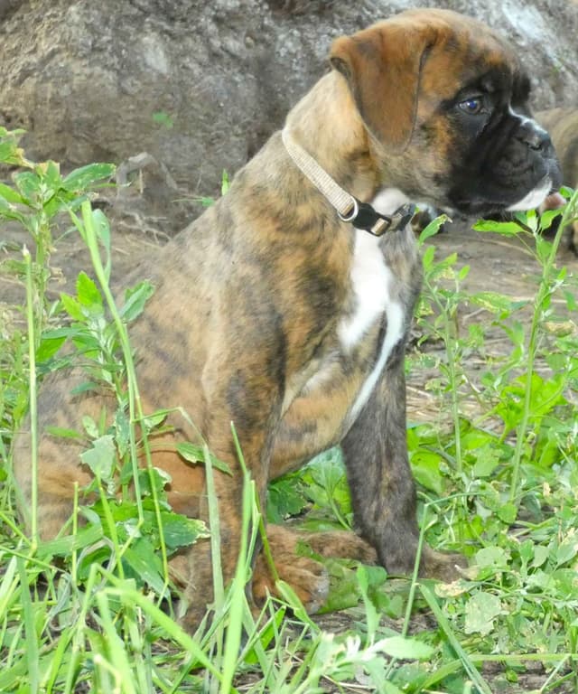 German Working Boxer Puppies media 7