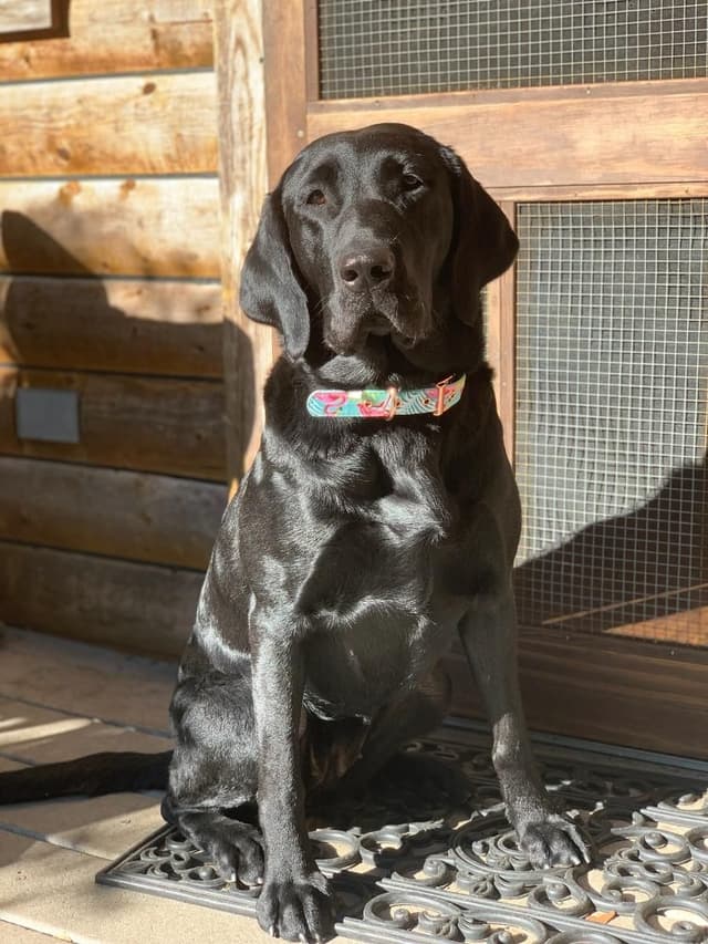 Labrador Retriever Puppies media 2