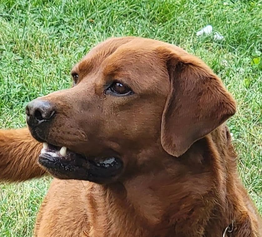 Labrador Retriever Puppies breeder image 1