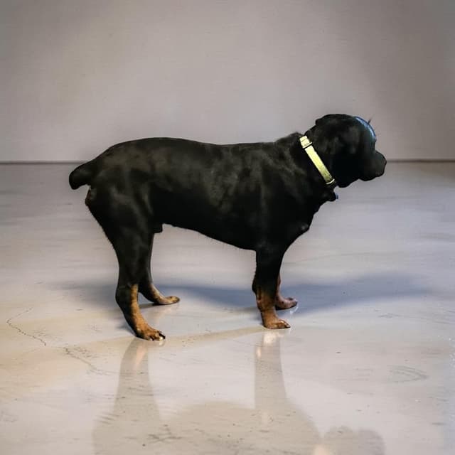 Long House Rotties media 2