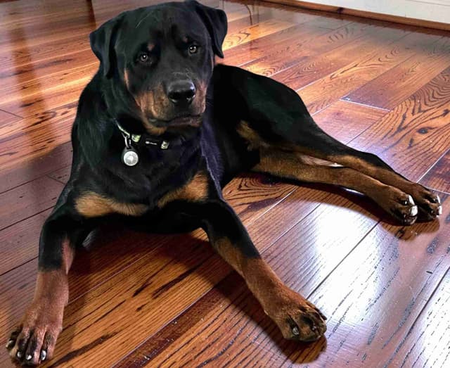 Long House Rotties media 3