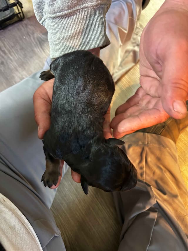 Long House Rotties media 4