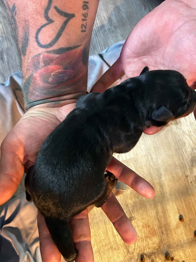 Long House Rotties media 5
