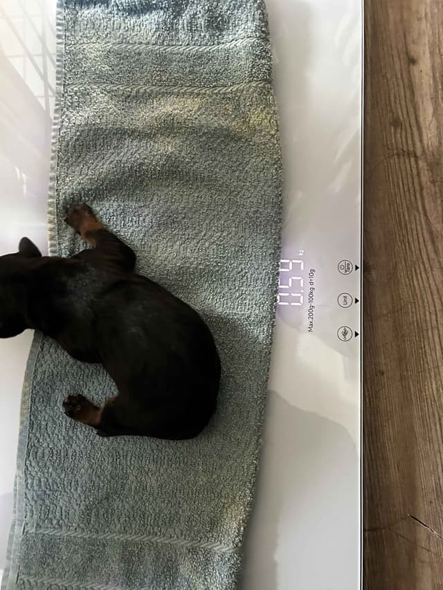 Long House Rotties media 7