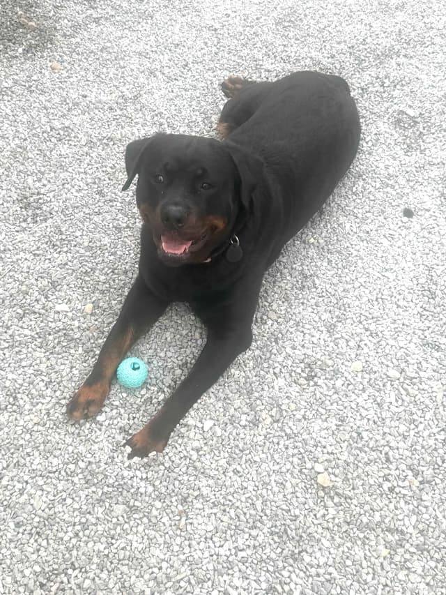 Long House Rotties media 11