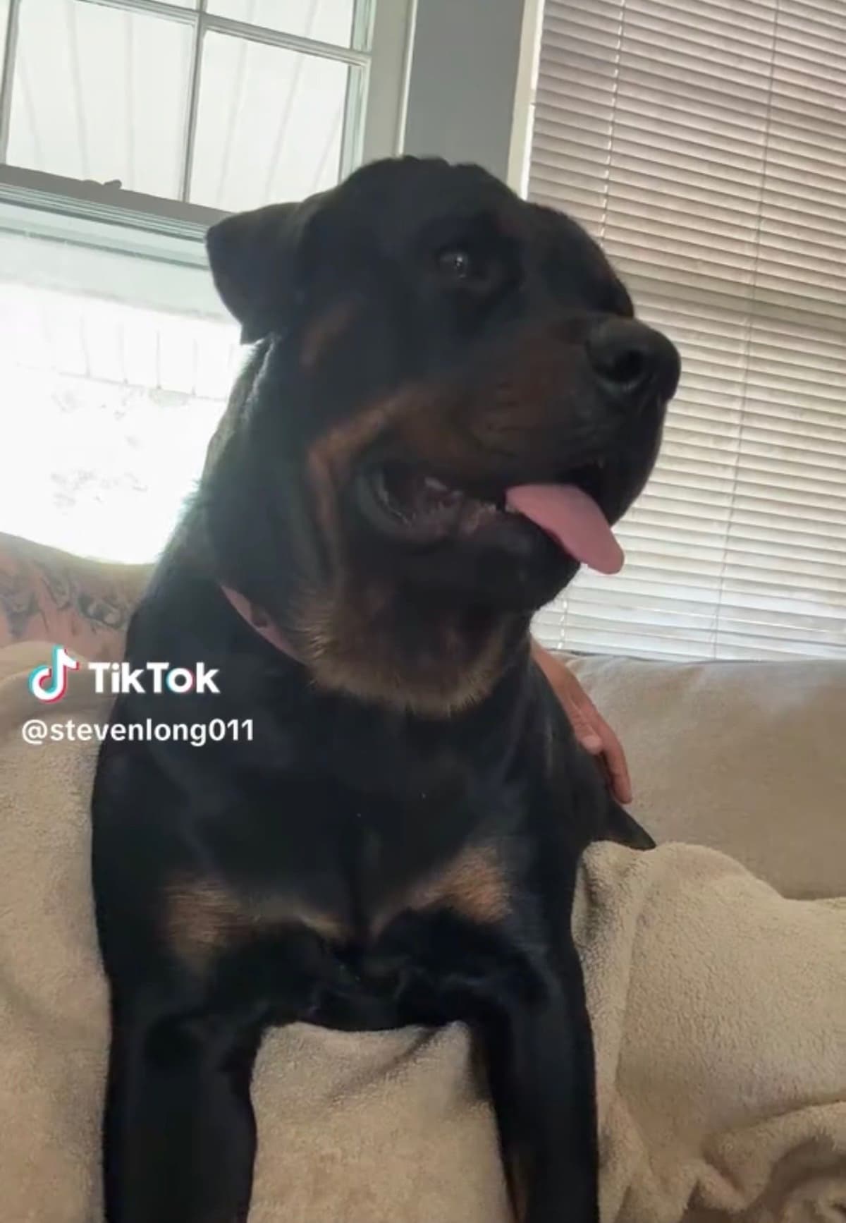 Long House Rotties breeder image 1