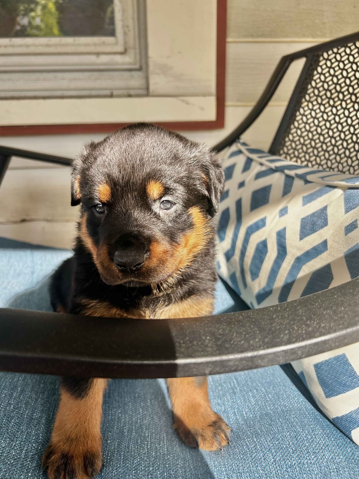 Long House Rotties breeder image 2