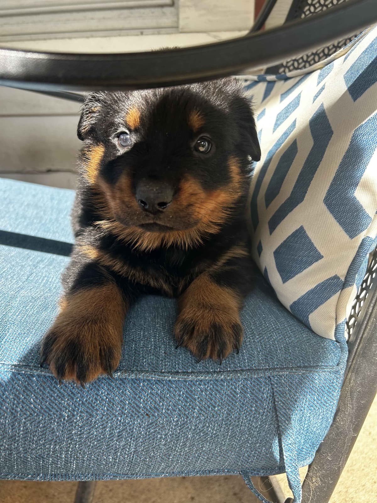 Long House Rotties breeder image 3