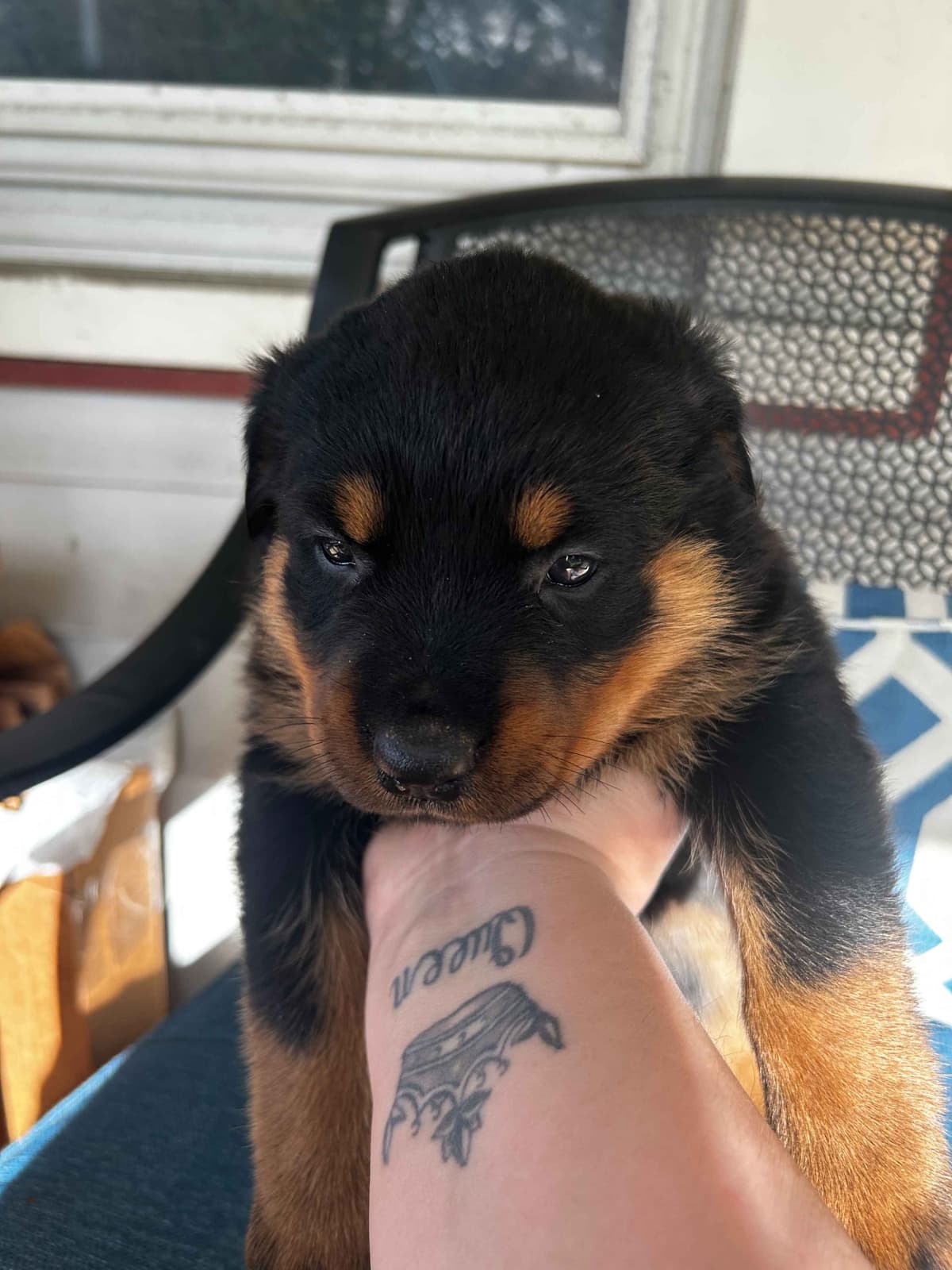 Long House Rotties breeder image 4