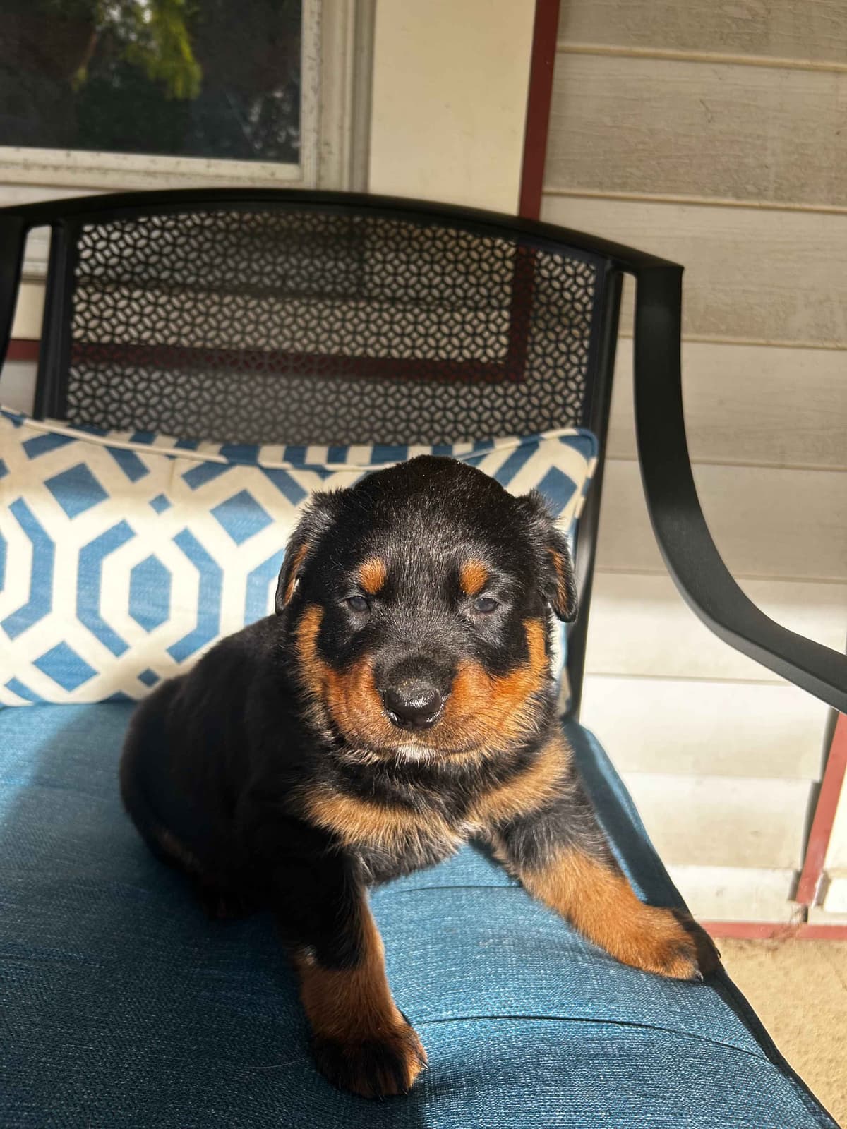 Long House Rotties breeder image 6