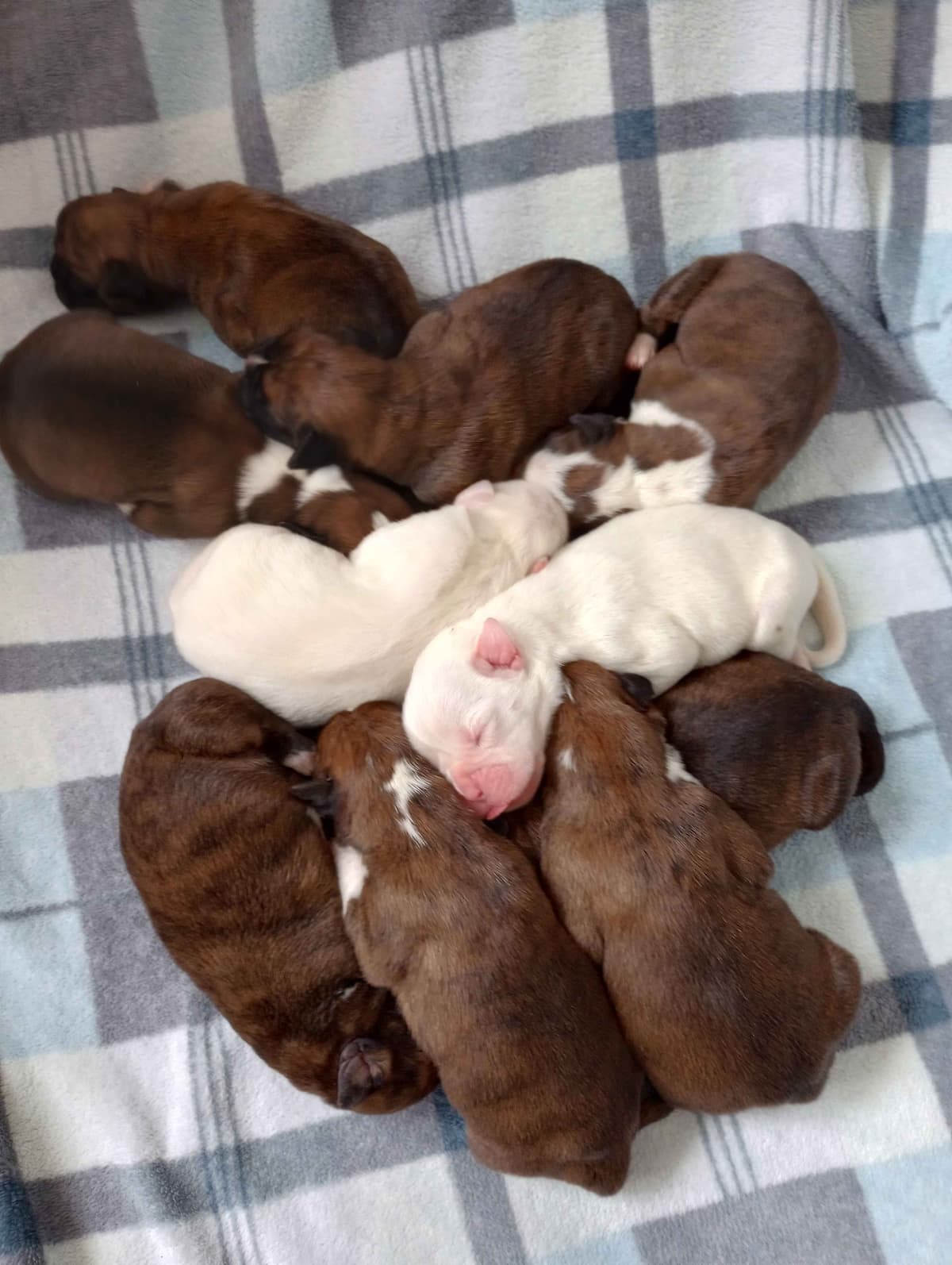 Boxer Puppies breeder image 1