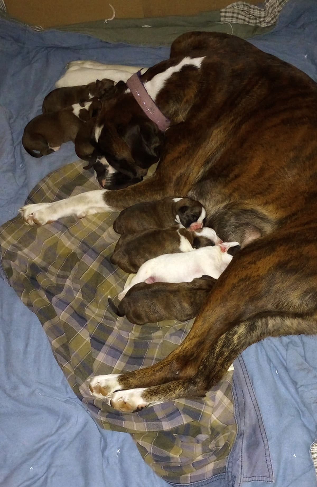 Boxer Puppies breeder image 2
