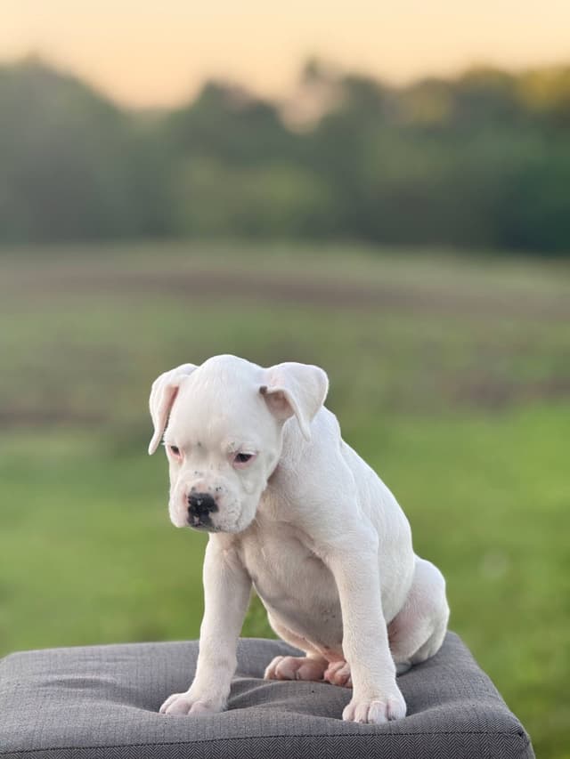 Boxer Puppies media 3