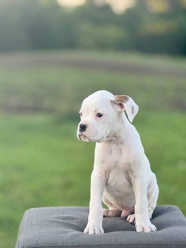 Boxer Puppies media 2