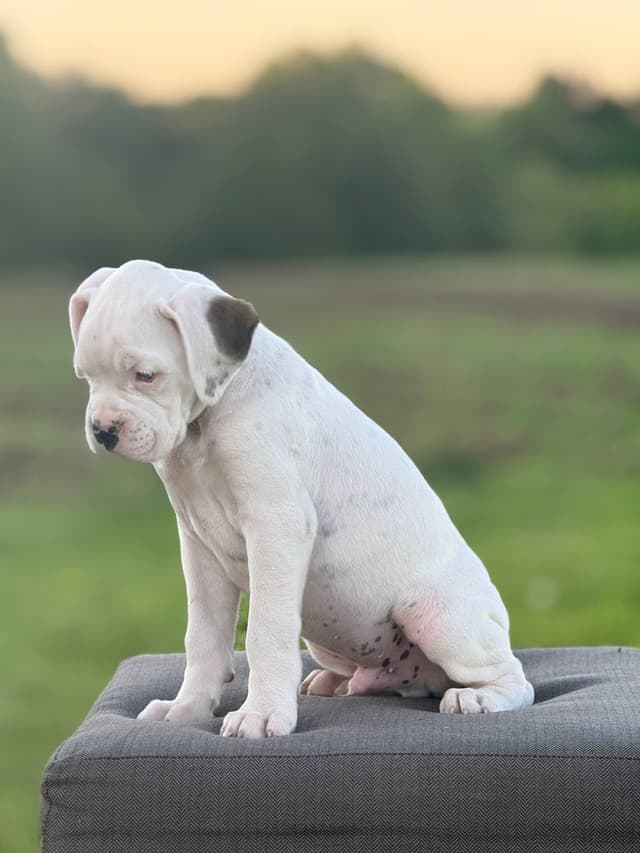 Boxer Puppies media 5