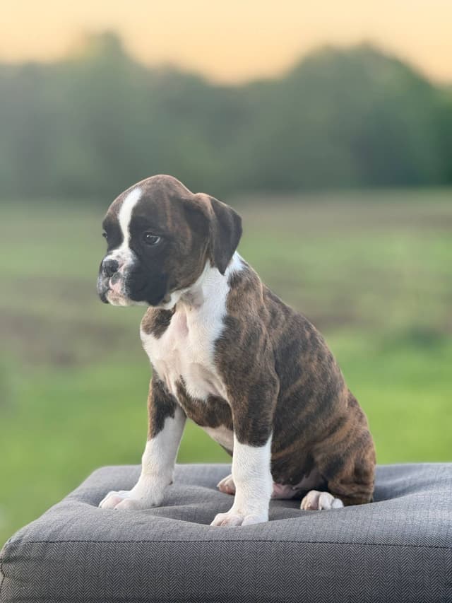 Boxer Puppies media 4