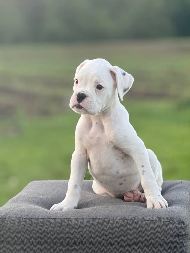 Boxer Puppies media 6