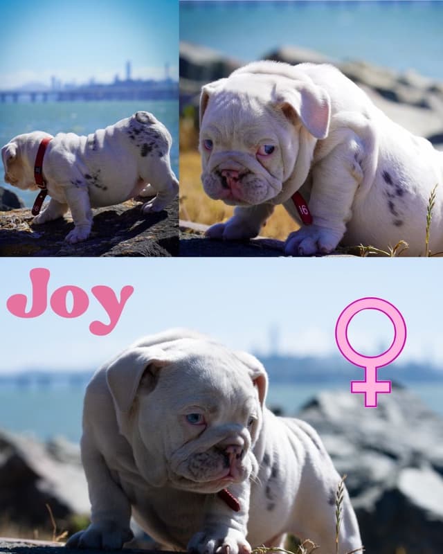 Bulldog Puppies media 3