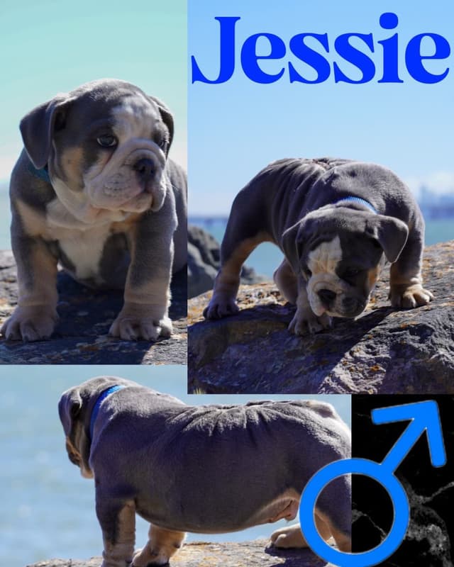 Bulldog Puppies media 4
