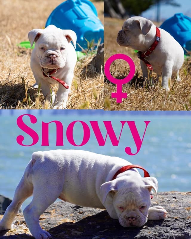 Bulldog Puppies media 5