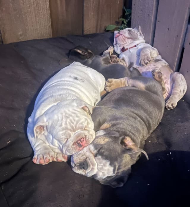 Bulldog Puppies media 6