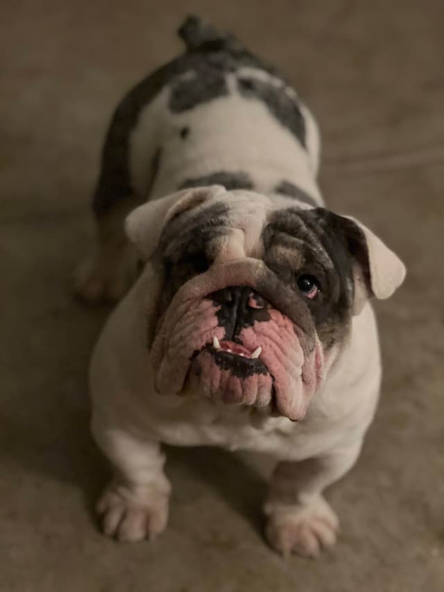 Bulldog Puppies media 7