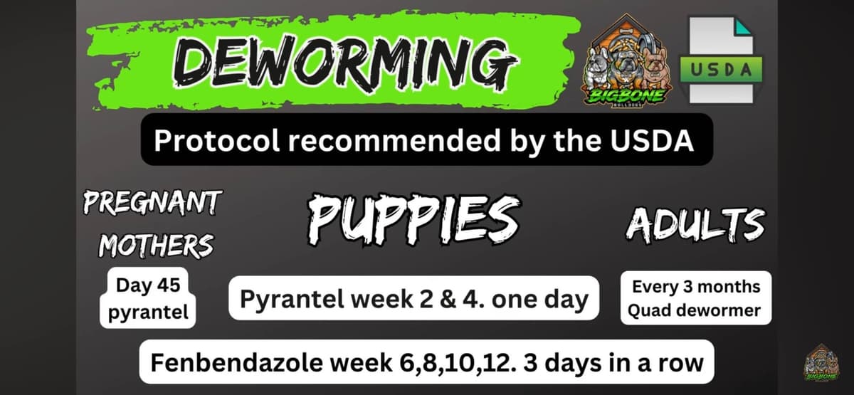 Bulldog Puppies breeder image 1