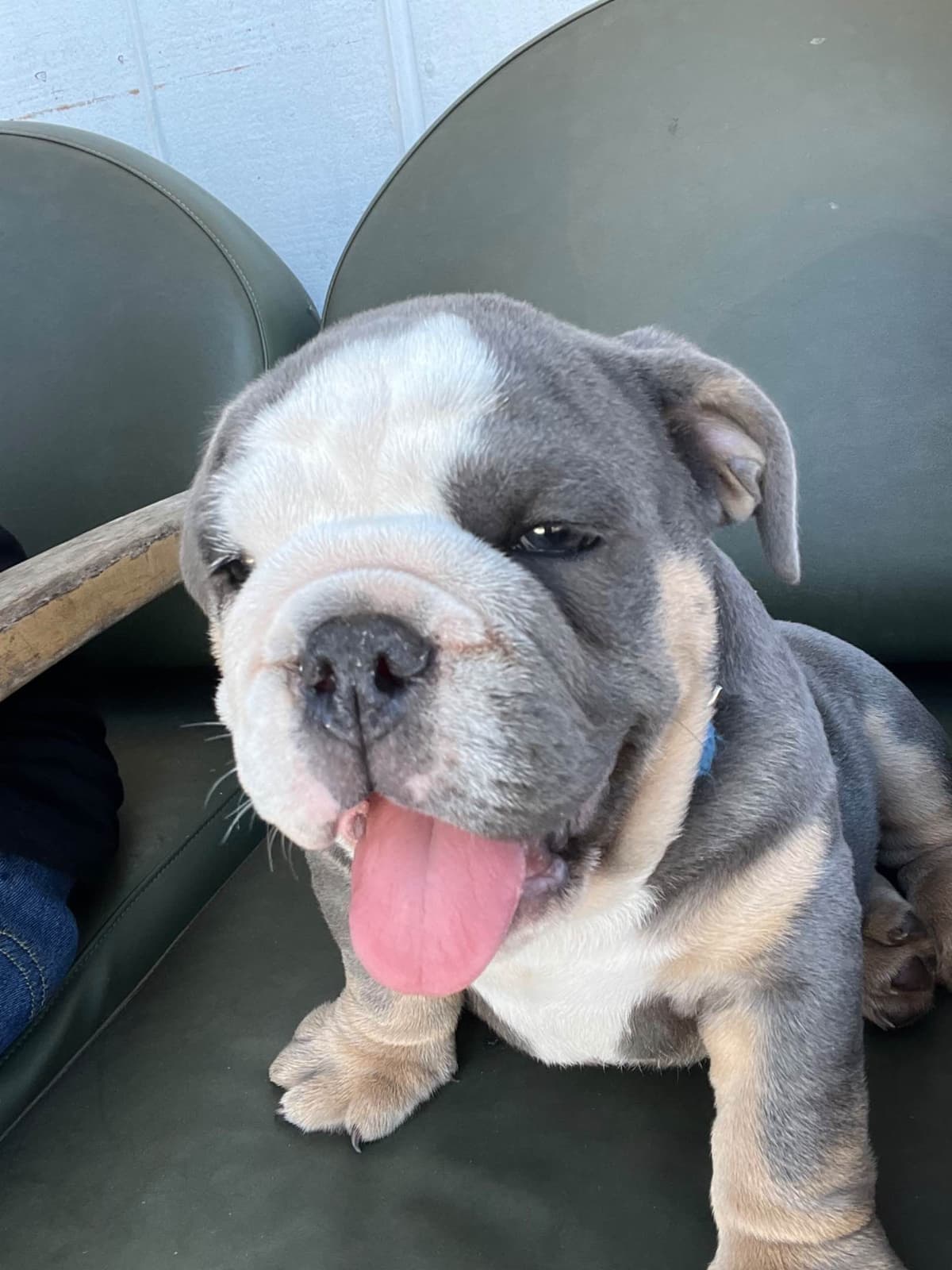 Bulldog Puppies breeder image 2
