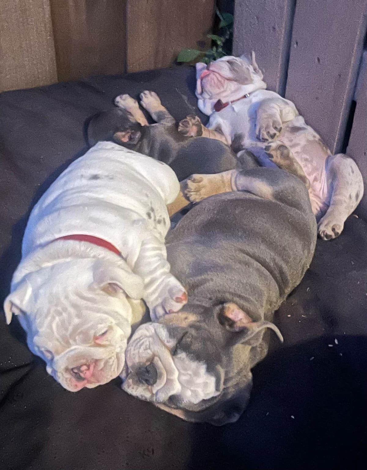Bulldog Puppies breeder image 4