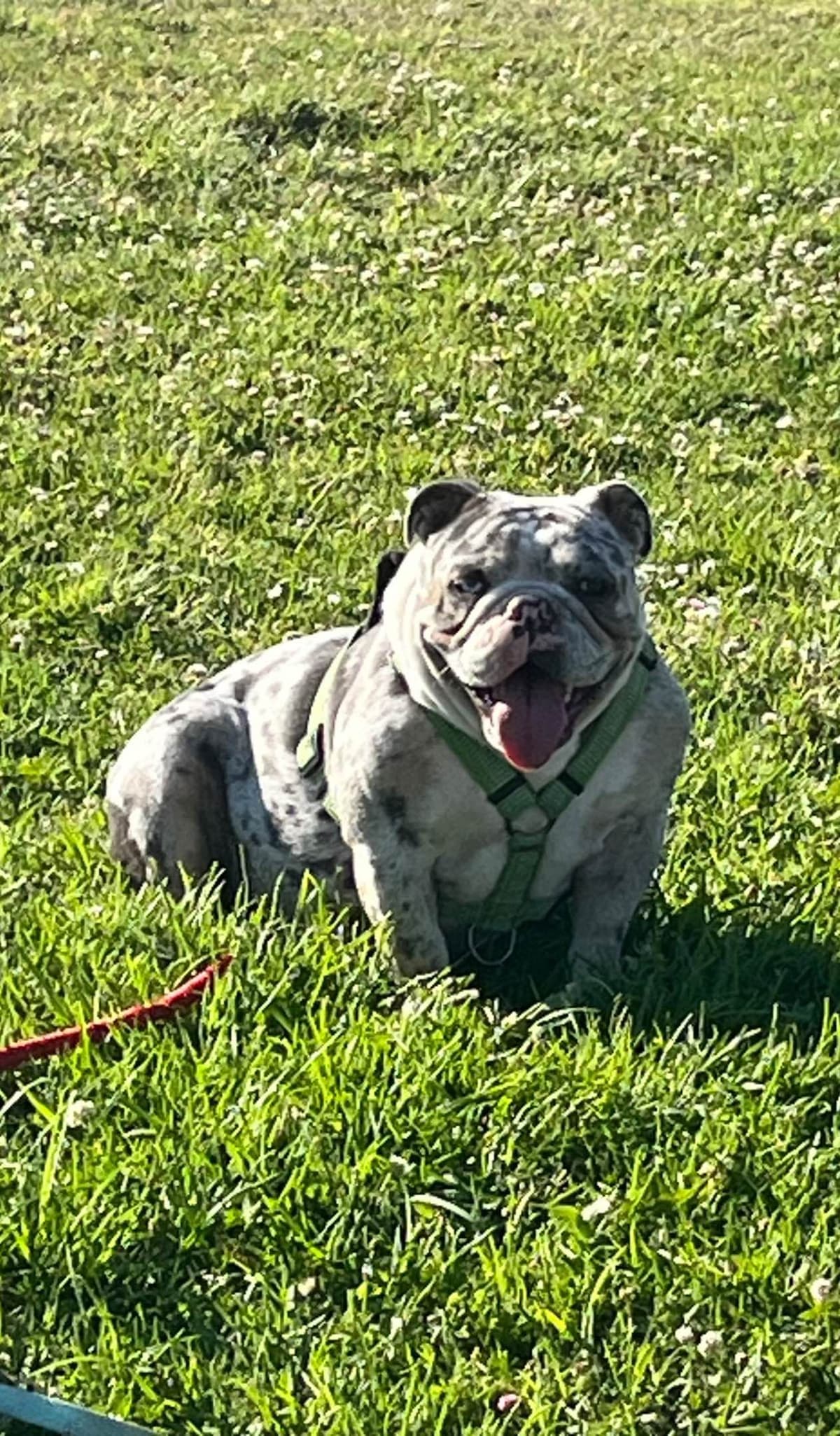 Bulldog Puppies breeder image 3