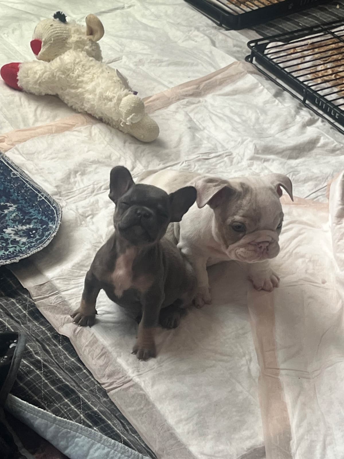 Bulldog Puppies breeder image 7