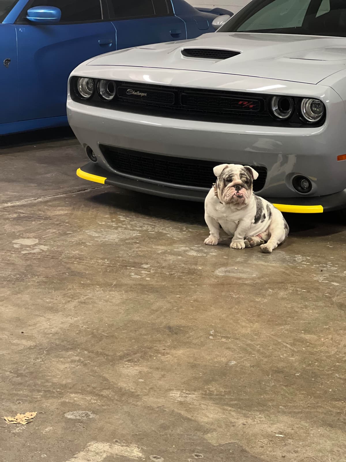 Bulldog Puppies breeder image 6