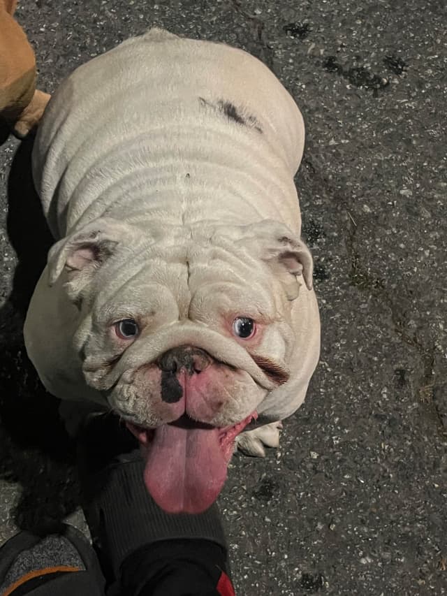 Bulldog Puppies media 9