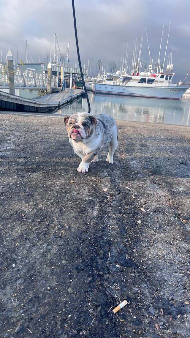 Bulldog Puppies media 10