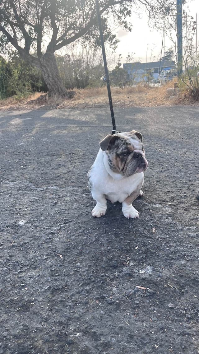 Bulldog Puppies media 11