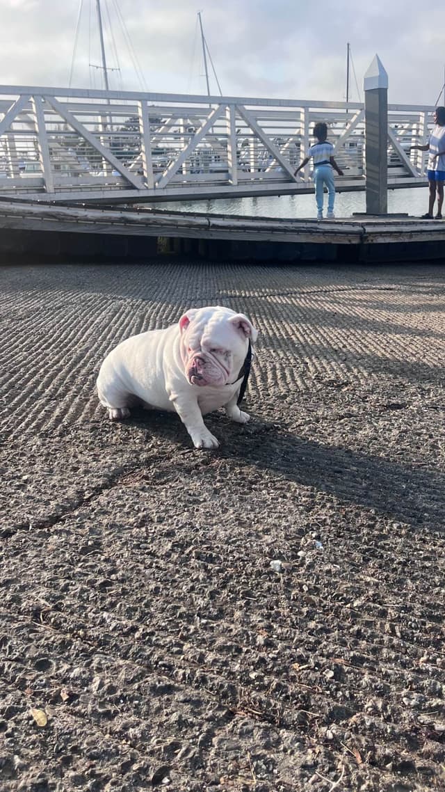 Bulldog Puppies media 12
