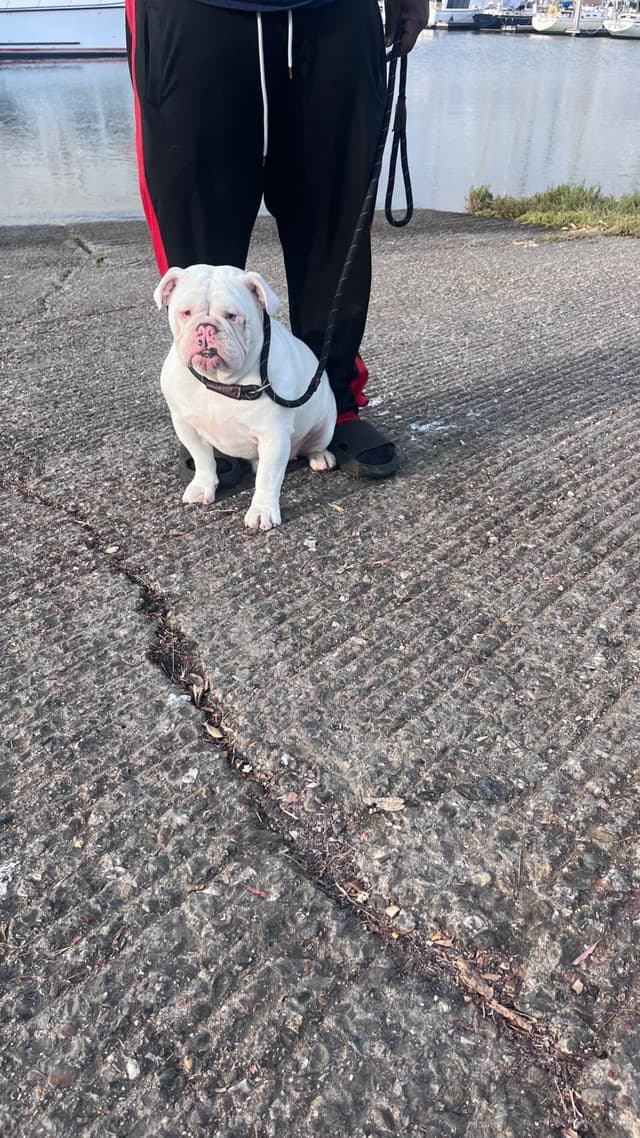 Bulldog Puppies media 13